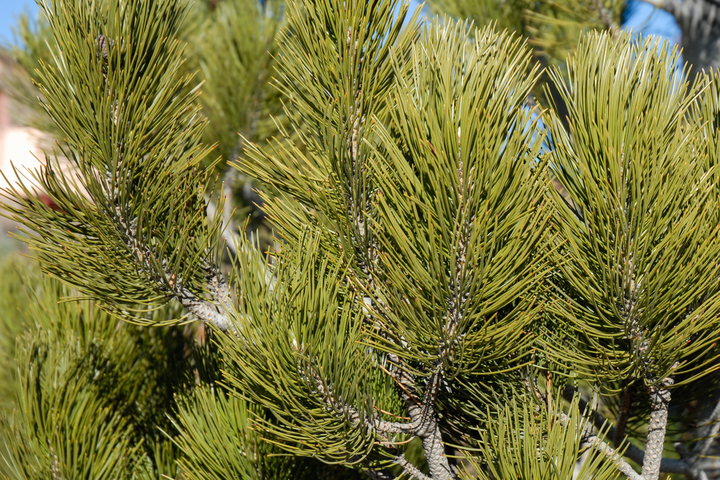 Bosnian Pine